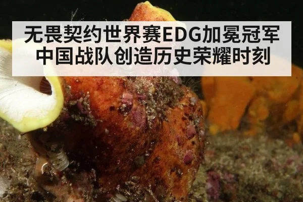 无畏契约世界赛EDG加冕冠军 中国战队创造历史荣耀时刻